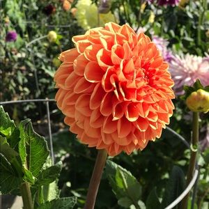 Meet your Posher, Karen