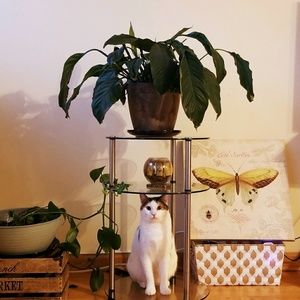 Meet your Posher, Weiwei