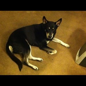 Meet your Posher, Alonzo