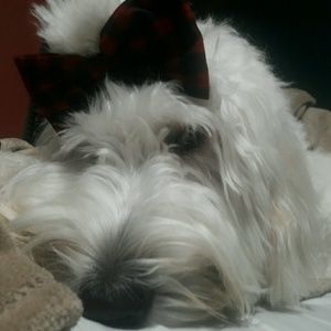 Meet your Posher, Liza