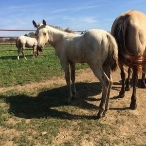 Meet your Posher, Johnnie