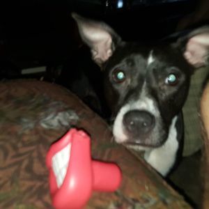 Meet your Posher, Jane