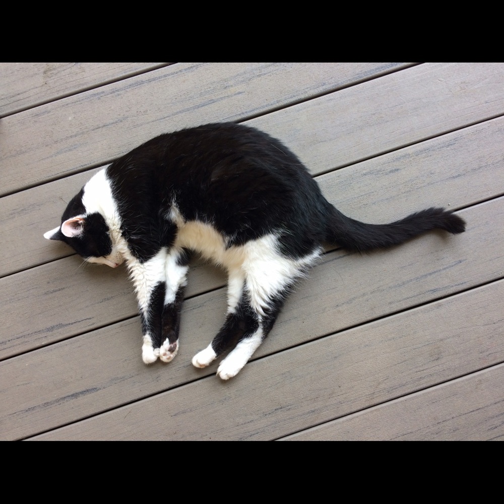 Meet your Posher, Jessica