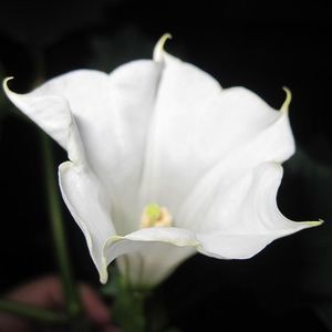 Meet your Posher, Peggy