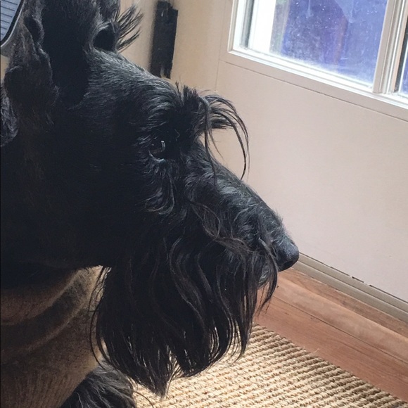 Meet your Posher, Chelsea - Picture 1 of 1