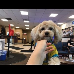 Meet your Posher, Echo