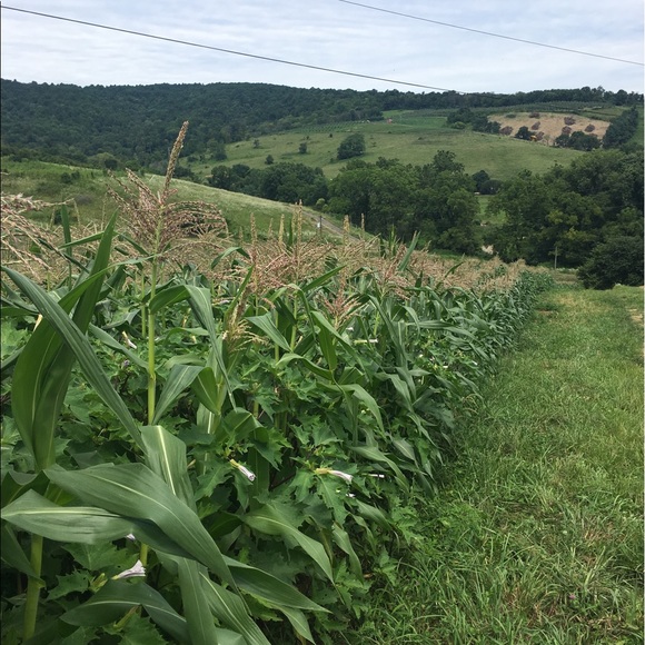 Meet your Posher, Norka - Picture 1 of 1