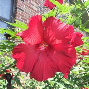 Meet your Posher, Michele