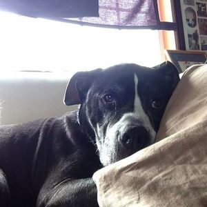 Meet your Posher, Johnie