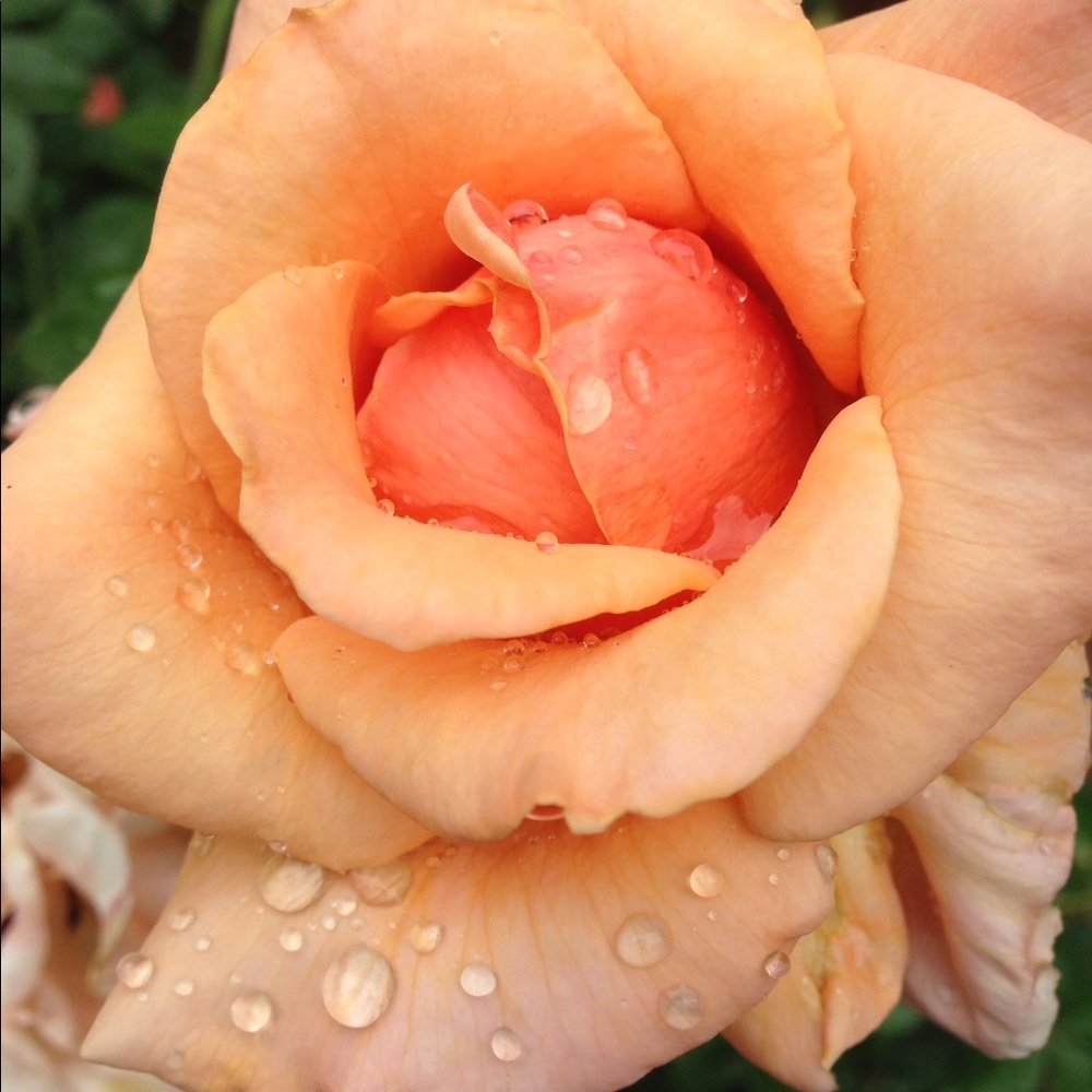 Meet your Posher, Lindsay