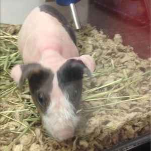 Meet your Posher, Kenyon