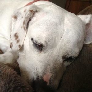 Meet your Posher, Rose