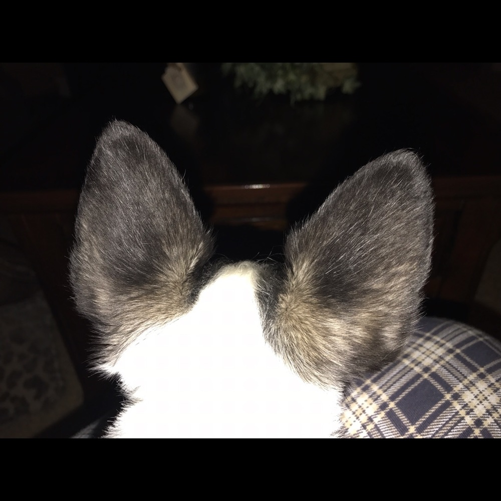 Meet your Posher, Rudy