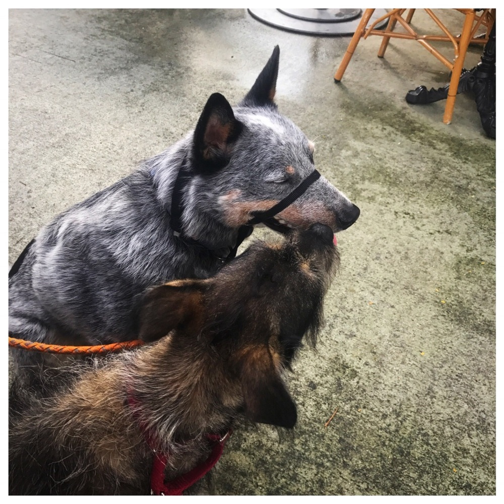 Meet your Posher, Melissa