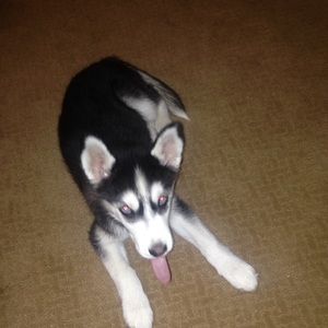 Meet your Posher, Hunter