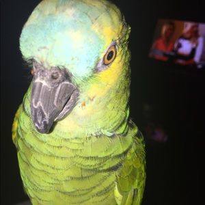 Meet your Posher, Ana