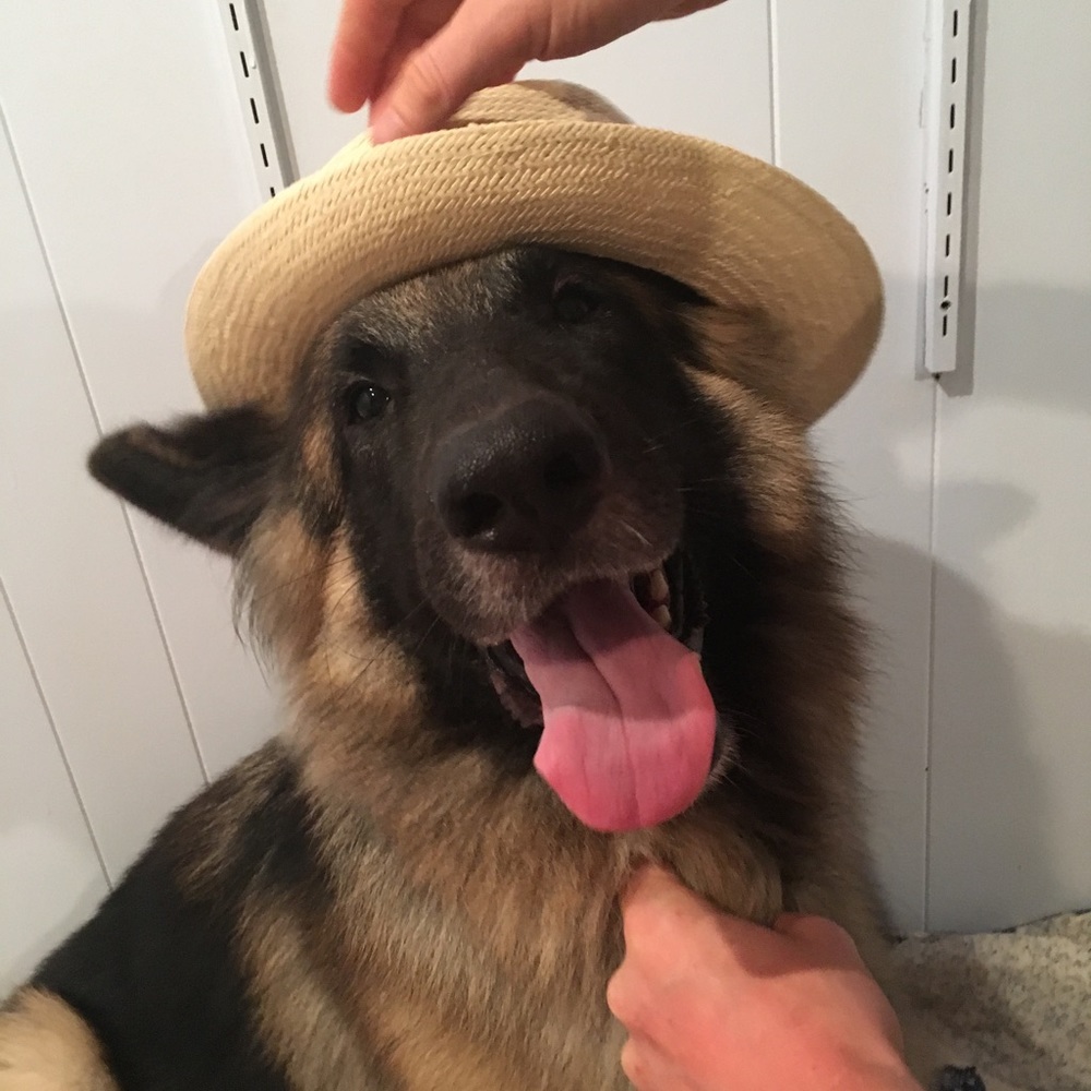 Meet your Posher, Jacqueline