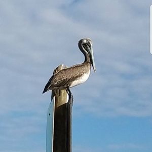 Meet your Posher, Lynn