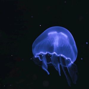 Meet your Posher, Chantel