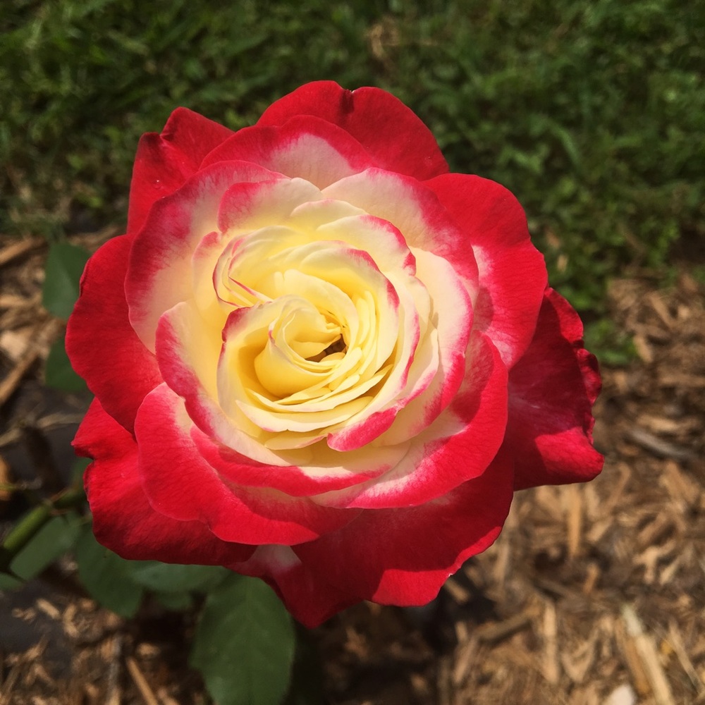 Meet your Posher, April grace