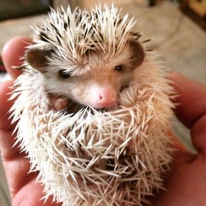 Meet your Posher, Marie