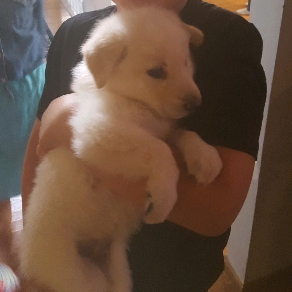 Meet your Posher, Dawn