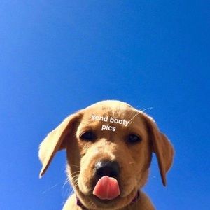 Meet your Posher, Jake