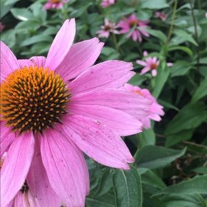 Meet your Posher, Panhia