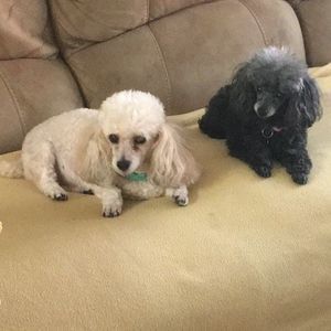 Meet your Posher, Lois