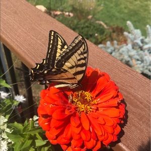 Meet your Posher, Dan