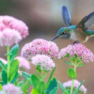 Meet your Posher, Lore