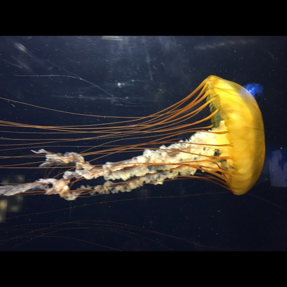 Meet your Posher, Corey - Picture 1 of 1