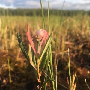 Meet your Posher, Esther