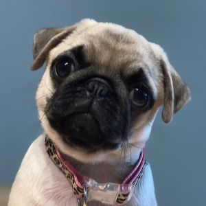 Meet your Posher, Catalina