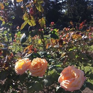 Meet your Posher, Arlette