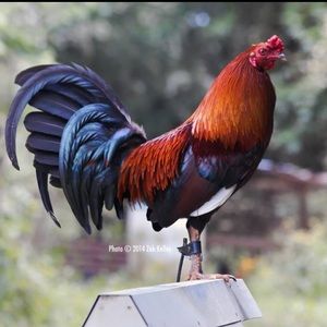 Meet your Posher, Diego