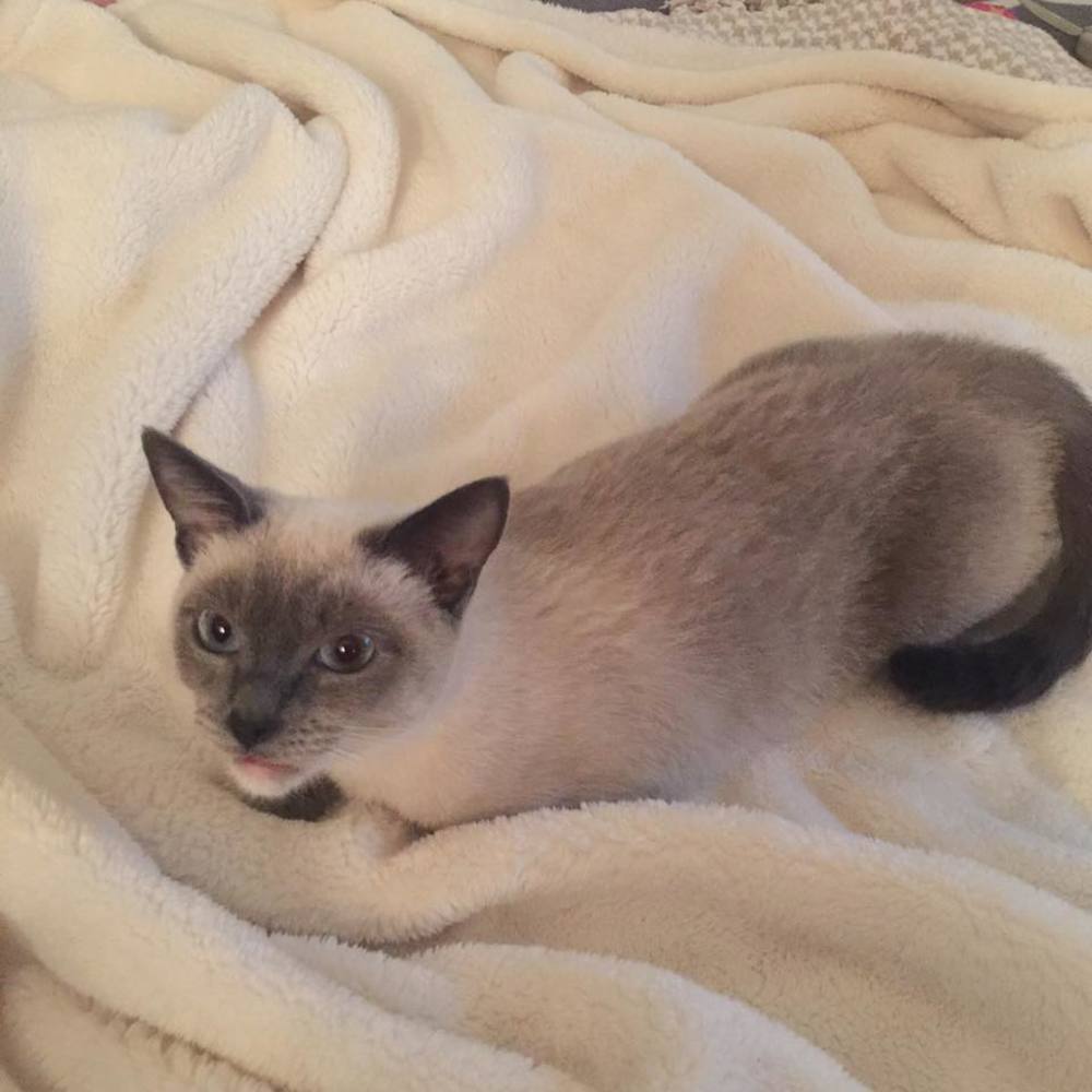 Meet your Posher, Hyemi