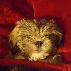 Meet your Posher, Micah