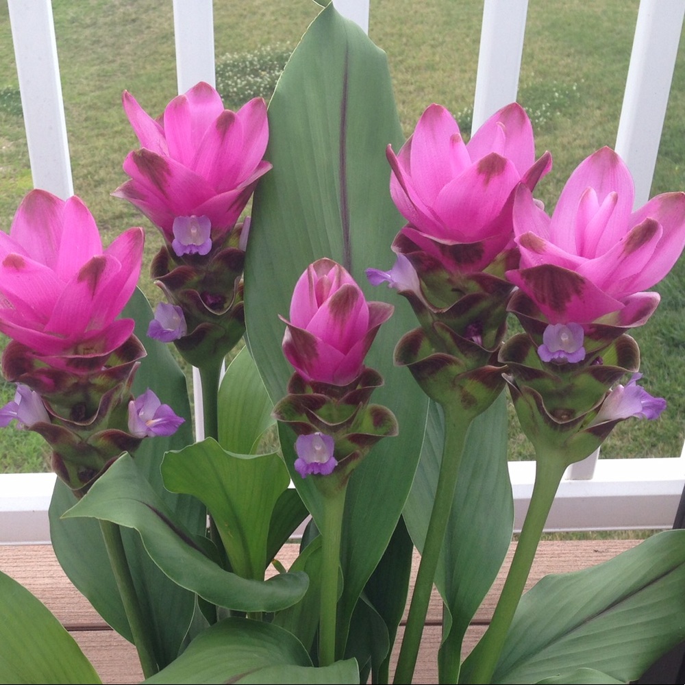 Meet your Posher, Linda