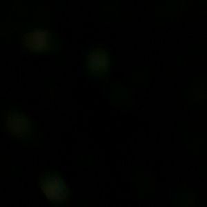 Meet your Posher, Kiarra