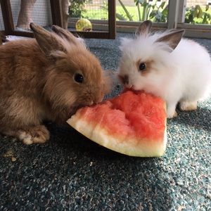 Meet your Posher, Paige