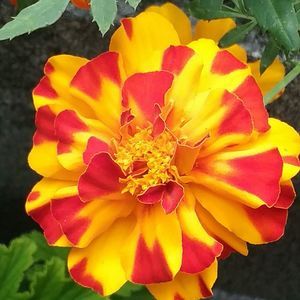 Meet your Posher, Destiny