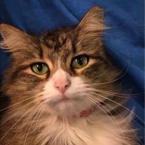 Meet your Posher, Brady