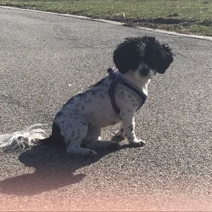 Meet your Posher, Daishawn