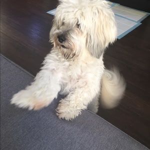 Meet your Posher, Carmen