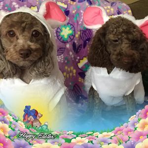 Meet your Posher, Kelly