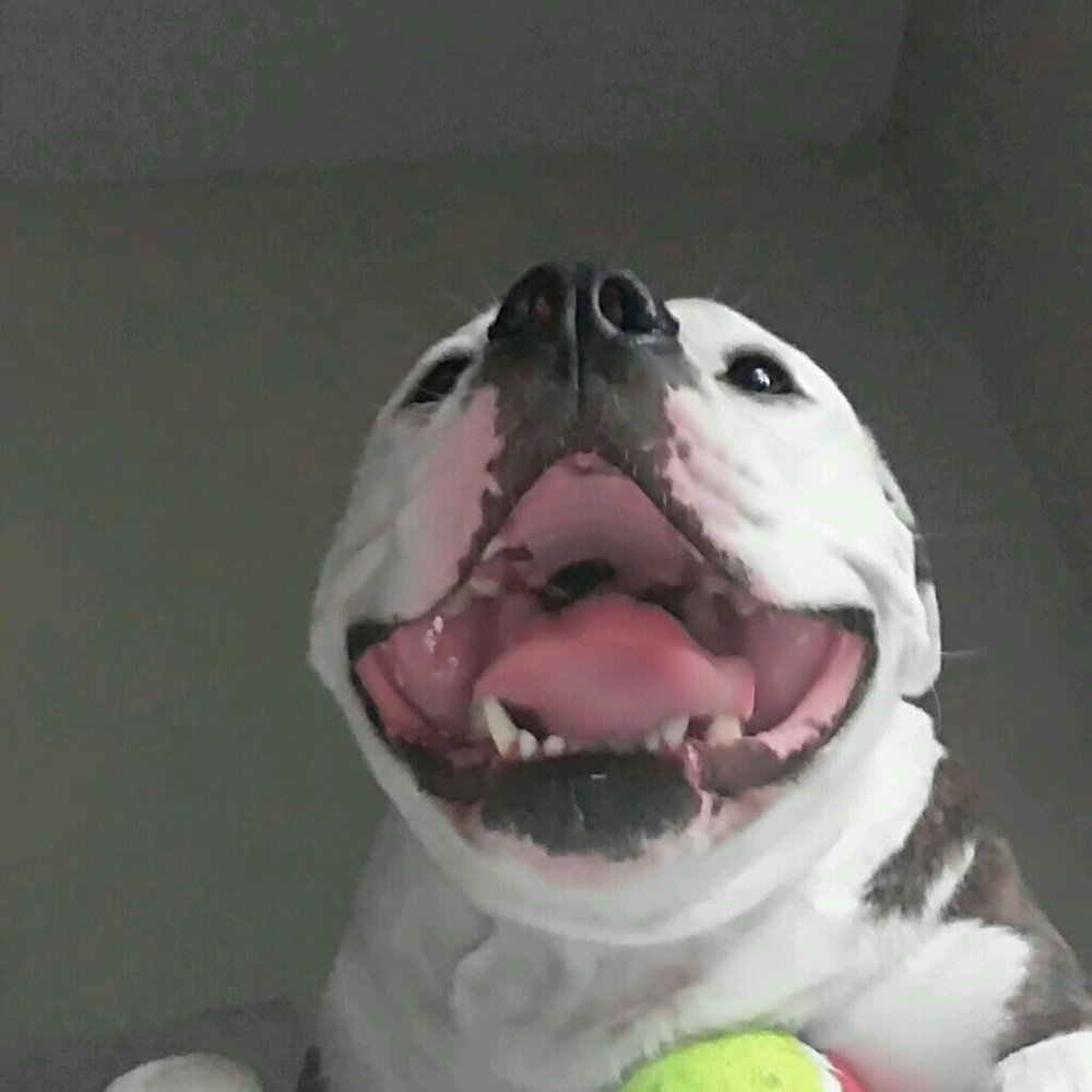 Meet your Posher, Molly