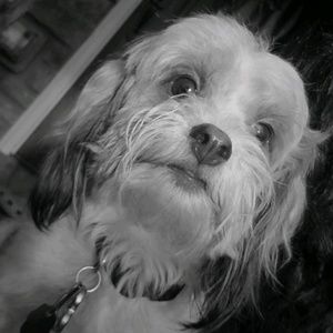 Meet your Posher, Tony