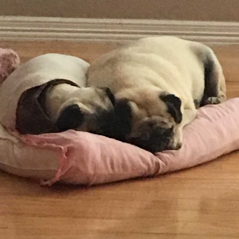 Pappie and Pogo - my two pugs