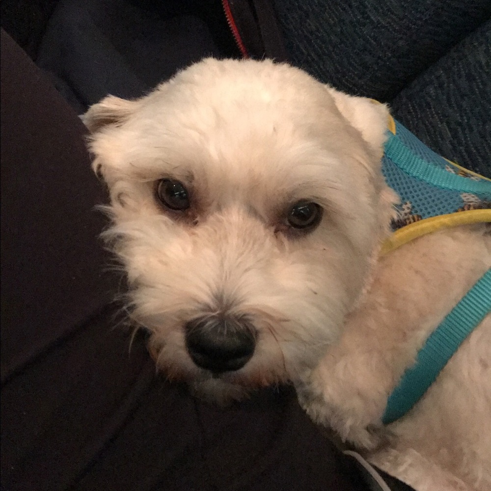 Meet your Posher, Bettina